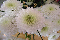 Fleurs blanches : Dahlias