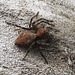 Western Lynx Spider, Oxyopes scalaris