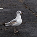 Young Ring-billed Gull