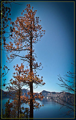Dyin Pine Against Crater Lake