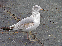 Young Ring-billed Gull