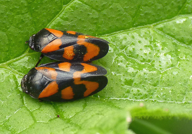 Red-and-black Froghopper