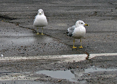 Ring-billed Gulls