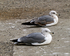 Seagull Pair