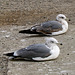 Seagull Pair