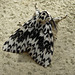 Black Arches Moth -Top