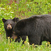 Canadian Rockies - Black Bears