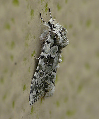 Marbled Green Moth -Side