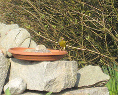 Grünfink (Carduelis chloris) bei der Vogeltränke