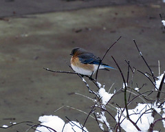 Bluebird in Snow