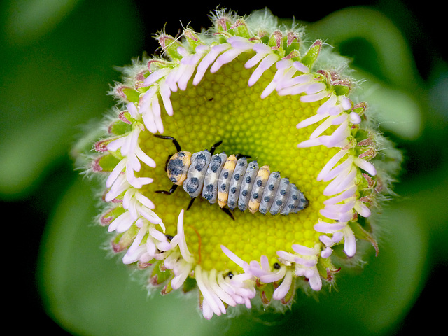 7-spot Ladybird Larva