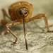 Patio Life: Weevil