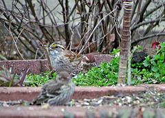 White-throated Sparrow and Pine Siskin