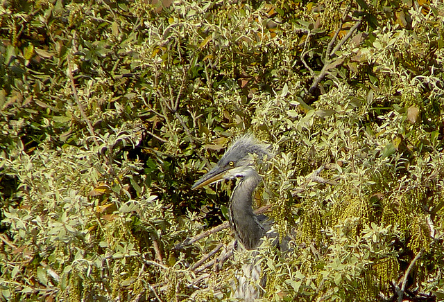 Very Young Grey Heron
