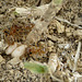 Red Ants & Larva