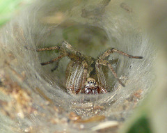 Labyrinth Spider