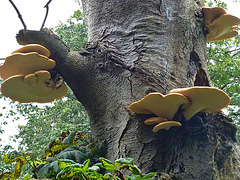 bracket fungi, takeley churchyard