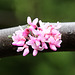 Flowering branch