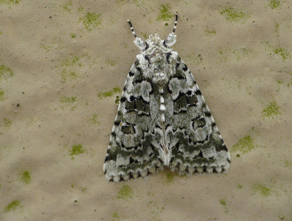 Marbled Green Moth -Top
