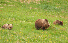 Canadian Rockies - Grizzly Bears