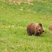 Canadian Rockies - Grizzly Bears