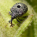 Patio Life: Weevil Checking Me Out