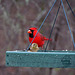 Male Cardinal and Goldfinch