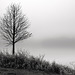 Lone Tree in Fog - My first digital photograph.  No idea what I was doing.