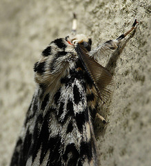 Black Arches Moth -Side
