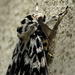 Black Arches Moth -Side