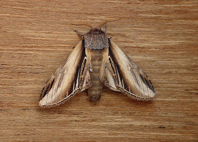 Swallow Prominent Open