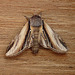 Swallow Prominent Open