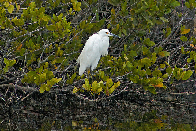 Snowy Egret #2 – Merritt Island, Florida