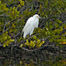 Snowy Egret #2 – Merritt Island, Florida