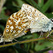 Chalkhill Blue Mating Pair