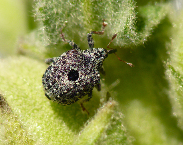 Patio Life: Weevil on Mullein