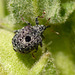 Patio Life: Weevil on Mullein