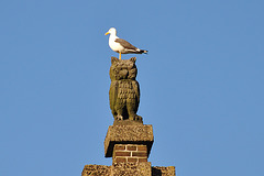 Owl and seagull