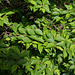 6-Ulmus parviflora ' Jacqueline Hillier '