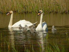 Filsham Swan Family