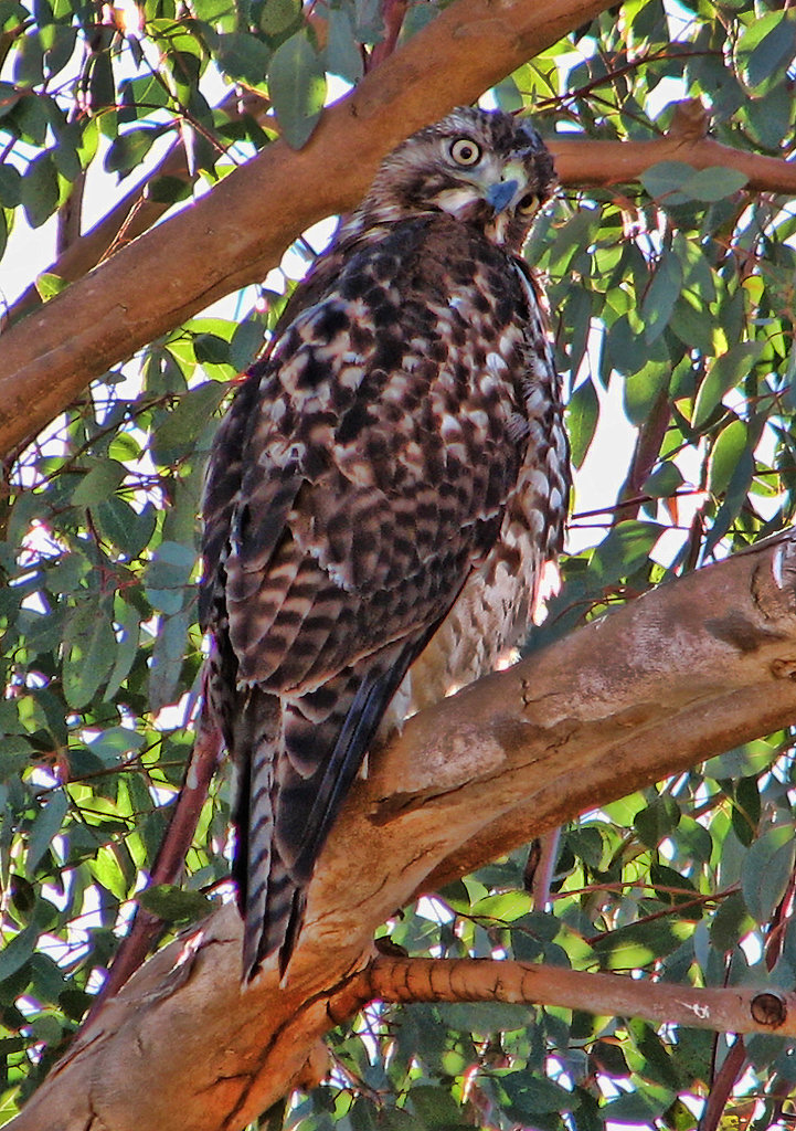 Another Hawk In The Eucalyptus Tree