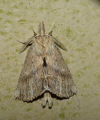 Pale Prominent -Open