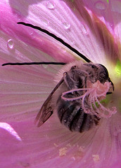 Longhorn Bee in Checkerbloom Closeup