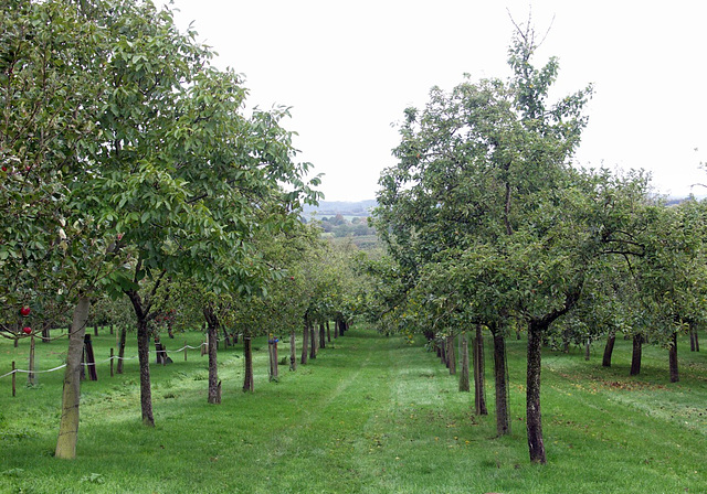 Burrow Hill Orchard