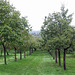 Burrow Hill Orchard