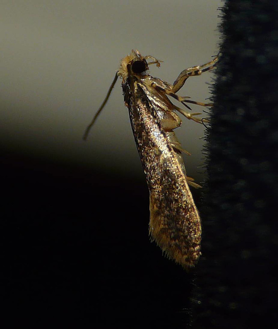 Skin Moth