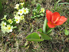 Primeln und rote Tulpe