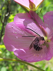 Longhorn Bee in Checkerbloom