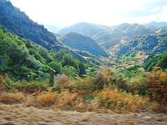 Waioeka Gorge scenery