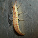 Lacewing Larva without Junk